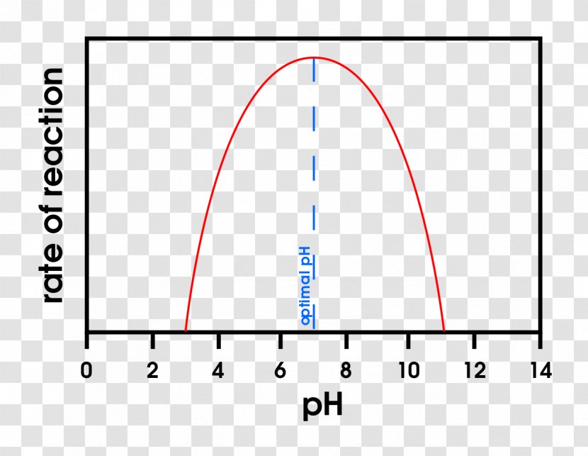 PH Enzyme Denaturation Thermodynamic Activity Reaction Rate - Amylase - Do The Old Effect Transparent PNG