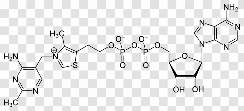 Adenosine Triphosphate Diphosphate S-Adenosyl Methionine Grup Fosfat - Watercolor - Tree Transparent PNG