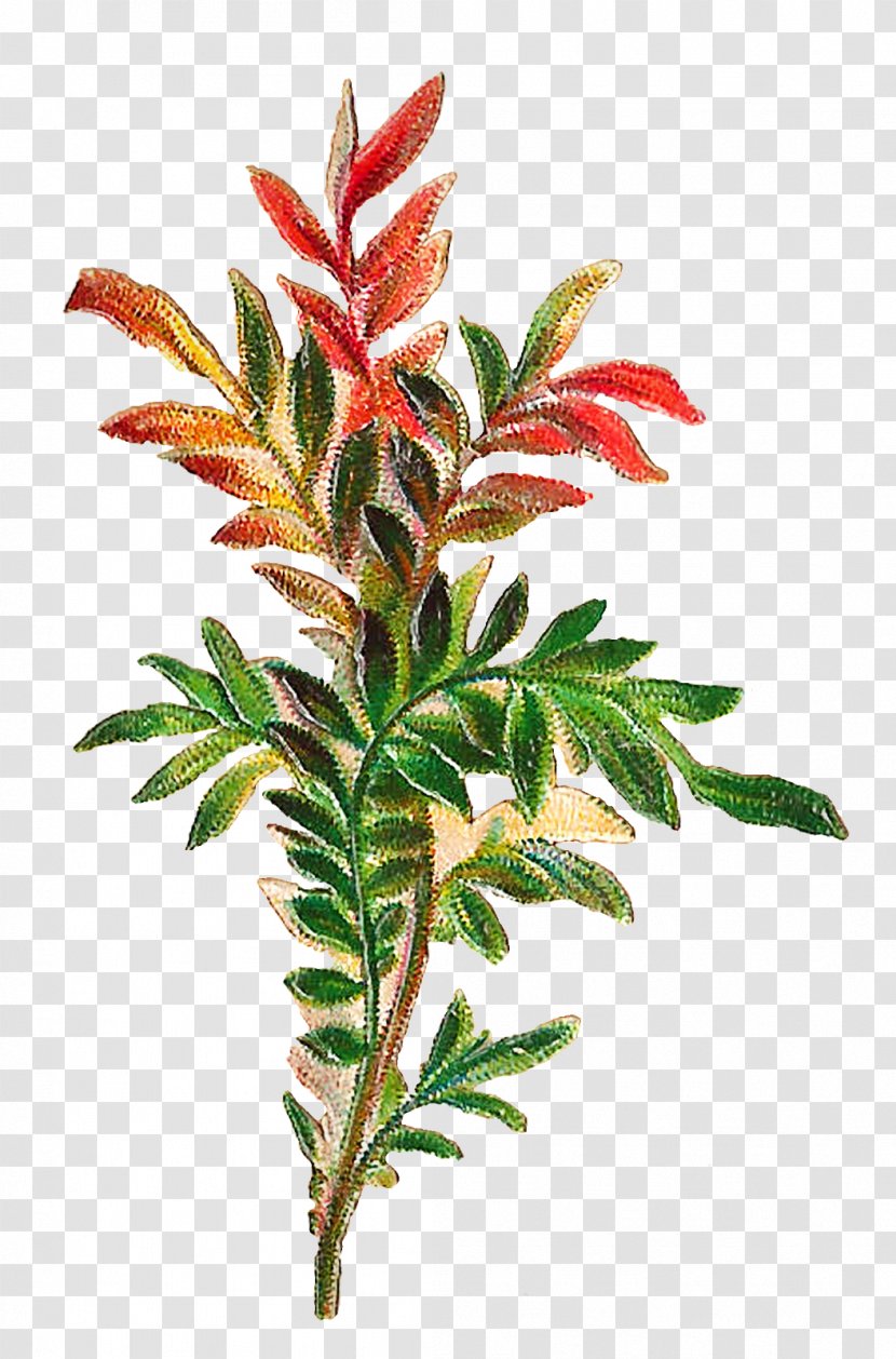 Flowering Plant Flower Leaf Tree - Shrub Stem Transparent PNG