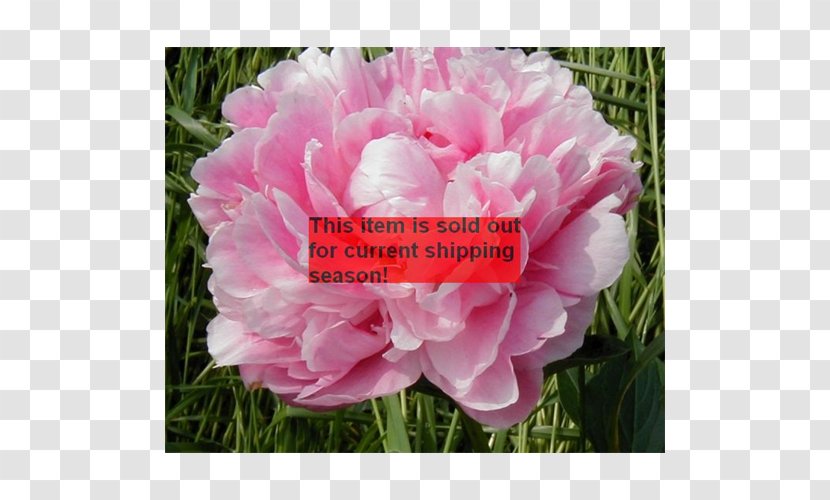 Peony Cabbage Rose Pink M Petal Annual Plant Transparent PNG