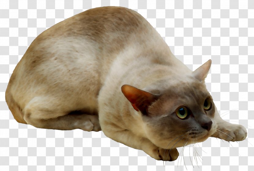 Myanmar Whiskers Domestic Short-haired Cat Snout - Tonkinese Transparent PNG