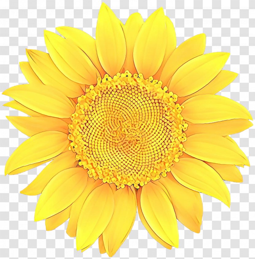 Sunflower - Daisy Family Cut Flowers Transparent PNG