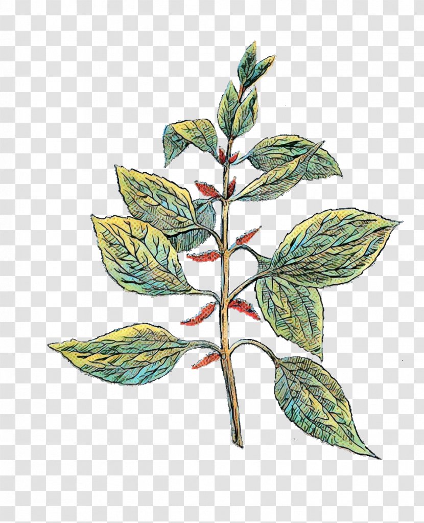Clip Art Herb Botany Image - Plant Stem - Watercolor Painting Transparent PNG