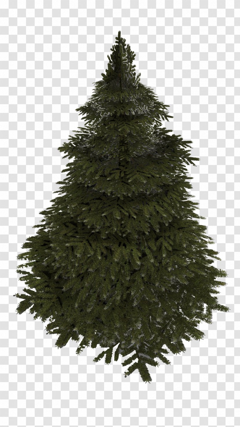 Spruce Christmas Tree Fir Pine - Family Transparent PNG