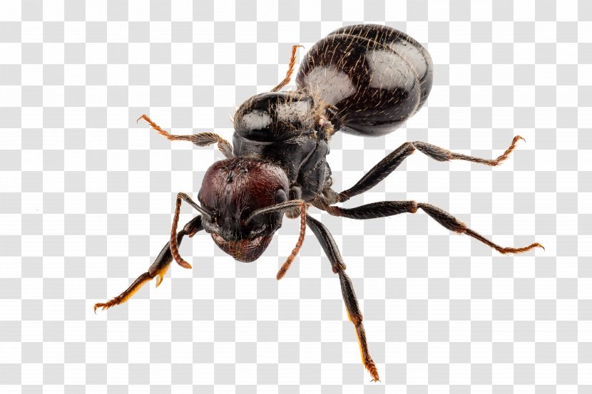 Black Garden Ant Cockroach Pest Control - Ants Transparent PNG