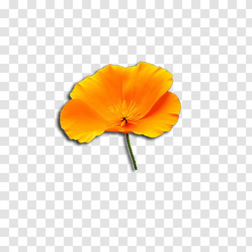 Orange - Poppy Family - Wildflower Transparent PNG