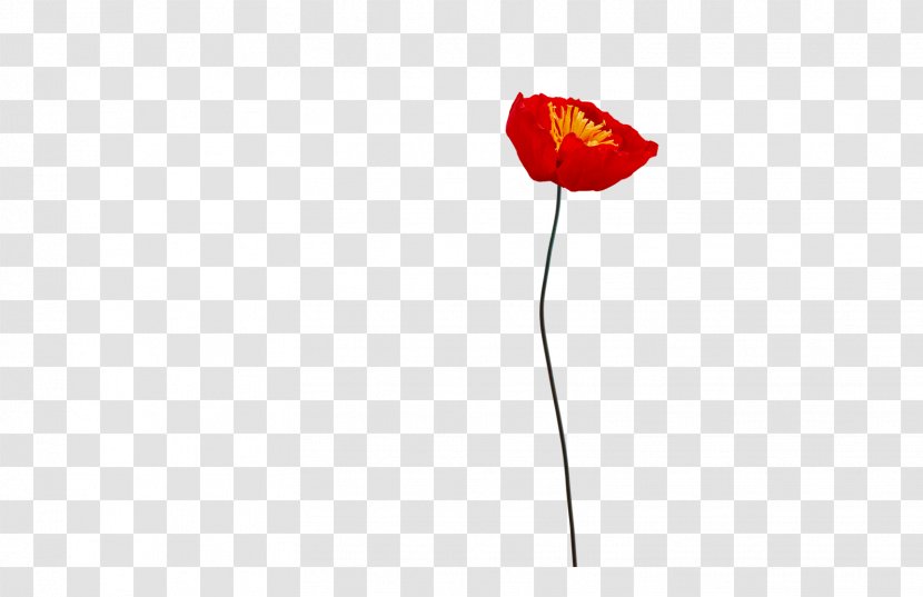 Flowering Plant Petal Stem - Poppy Transparent PNG