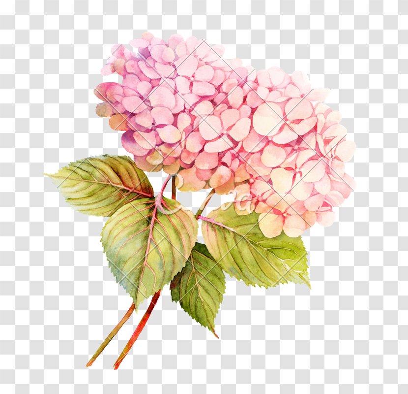 Watercolor Painting Flower Floral Design Photography - Pink Transparent PNG