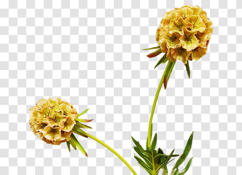 Cut Flowers Flowering Plant - Yellow - Scabiosa Transparent PNG