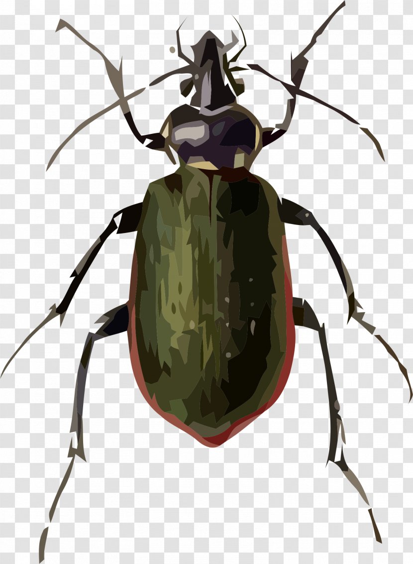 Ladybird Beetle Fiery Searcher Drawing Clip Art Transparent PNG