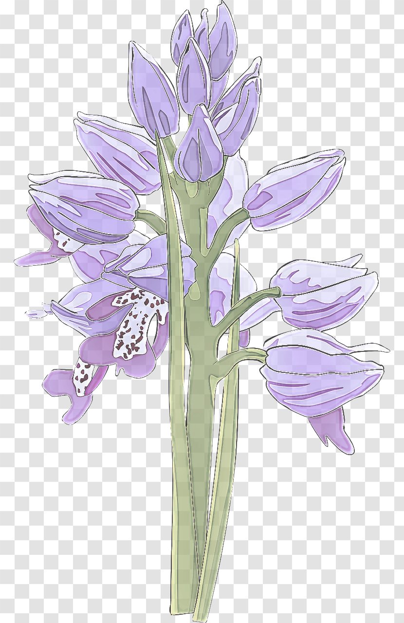 Lavender - Flower - Cut Flowers Clusterlilies Transparent PNG