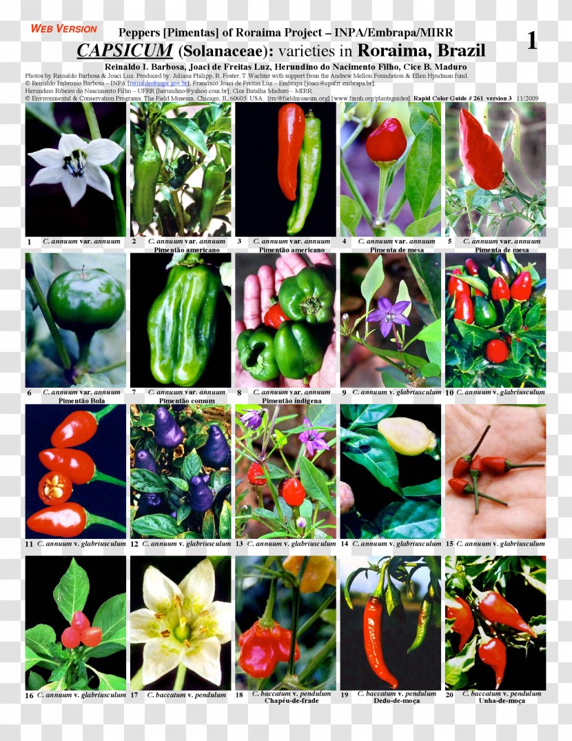 Bell Pepper Chili Plant Nightshade Capsicum Annuum - Medicinal Plants Transparent PNG