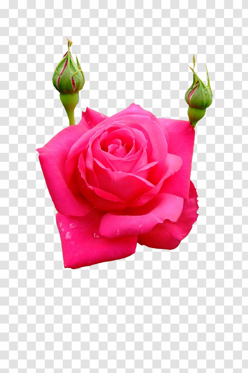 Garden Roses Cabbage Rose Floral Design Cut Flowers Petal Transparent PNG