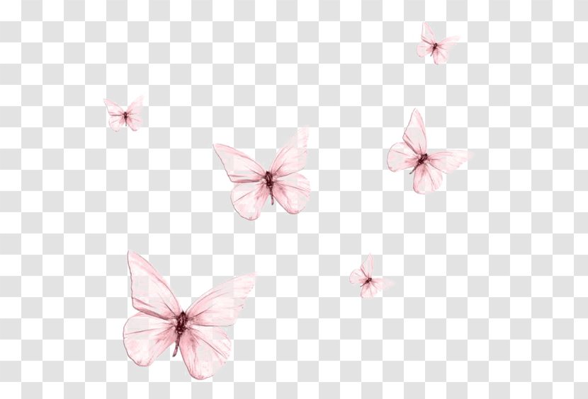 Butterfly Drawing - Peach Transparent PNG