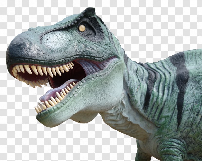 Exmouth Dinosaur Dinopark - Velociraptor - T Rex Transparent PNG