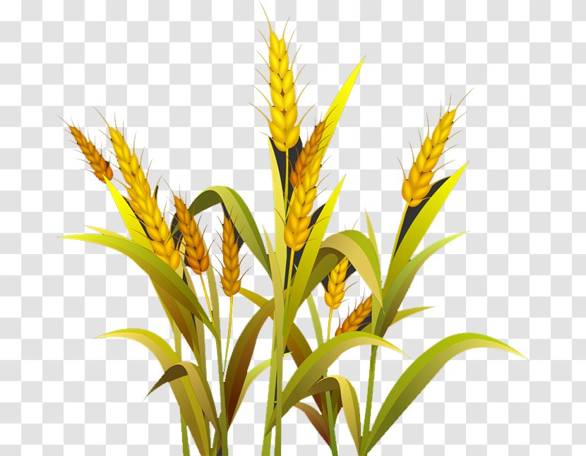 Wheat Grasses Cereal Germ Google Images Transparent PNG