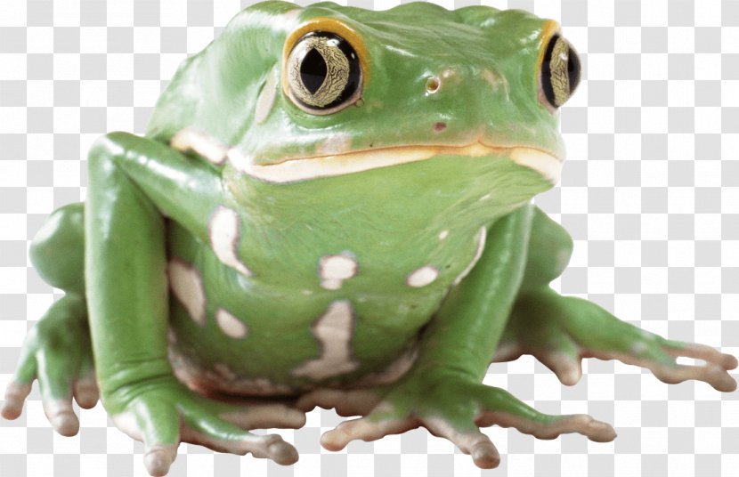 Frog Lithobates Clamitans Clip Art - Toad Transparent PNG