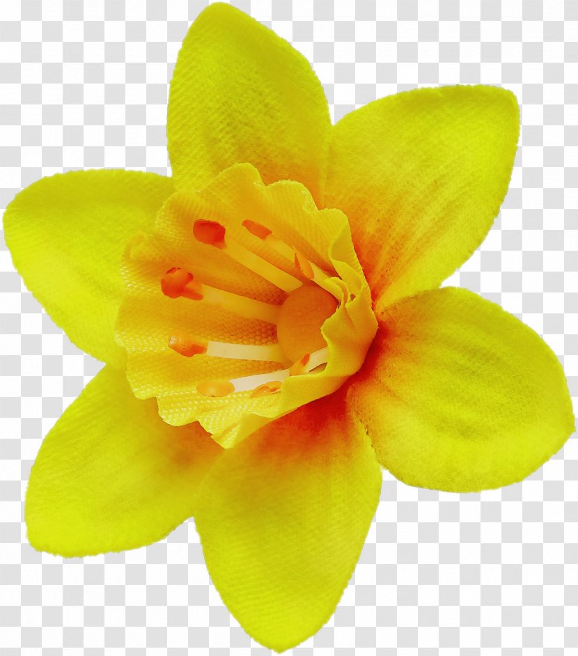 Petal Yellow Flower Plant Flowering - Perennial Wildflower Transparent PNG