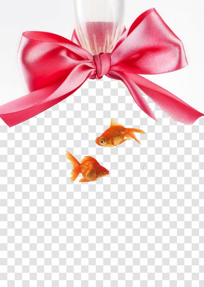 Goldfish Download - Cartoon - Bow Transparent PNG