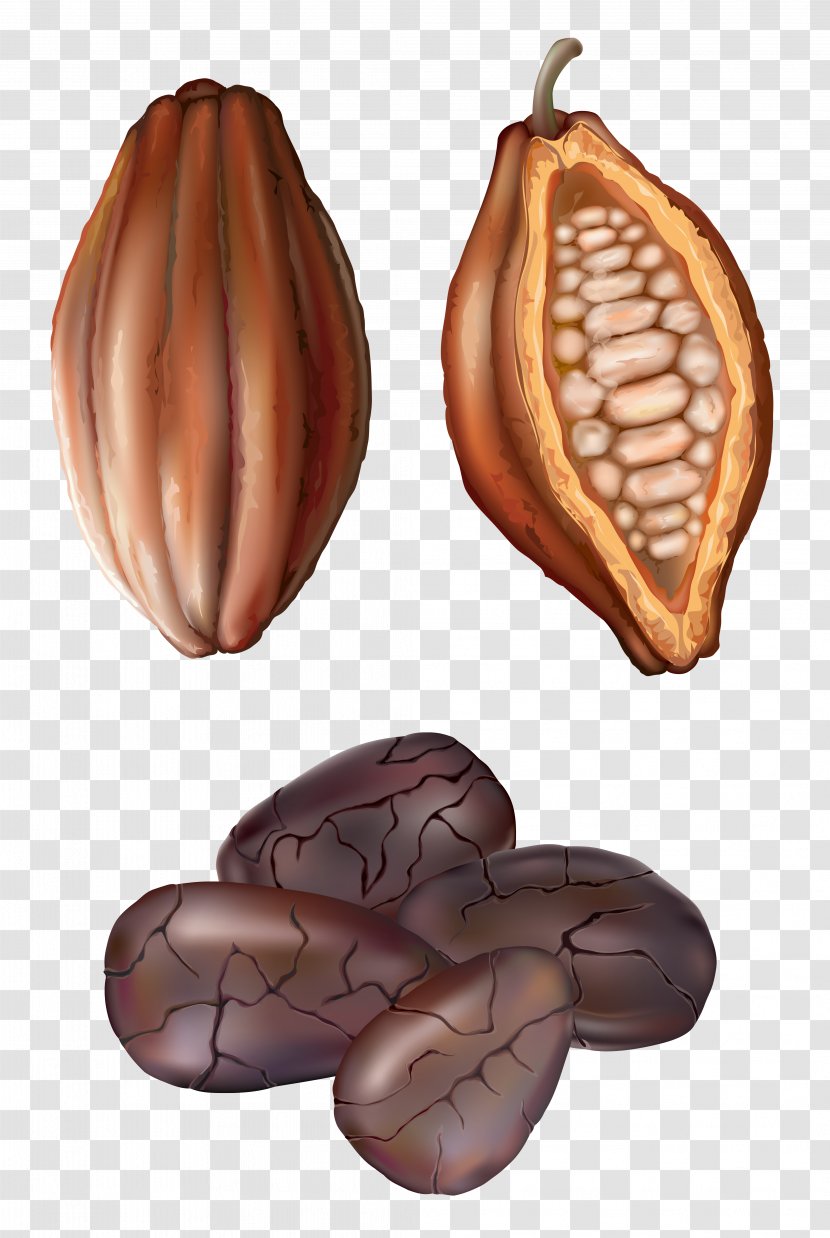 Cocoa Bean Drawing Royalty-free Clip Art - Ingredient - Peanut Transparent PNG