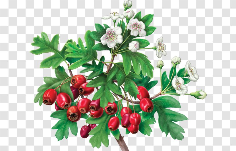 Green Tea Hibiscus Organic Food Energy Drink - Camellia Sinensis Transparent PNG