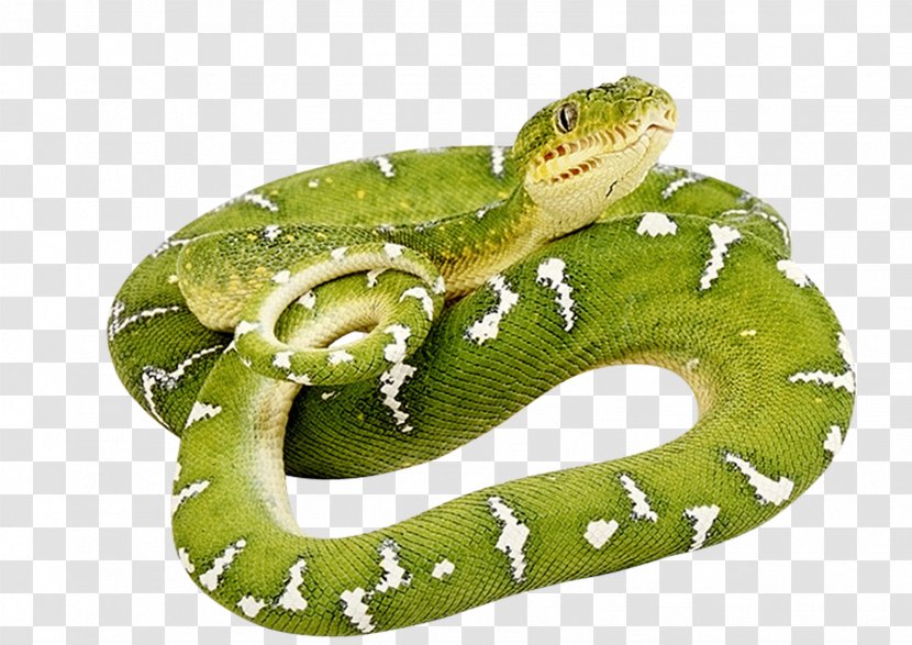 Snake Vipers Clip Art - Green Anaconda Transparent PNG