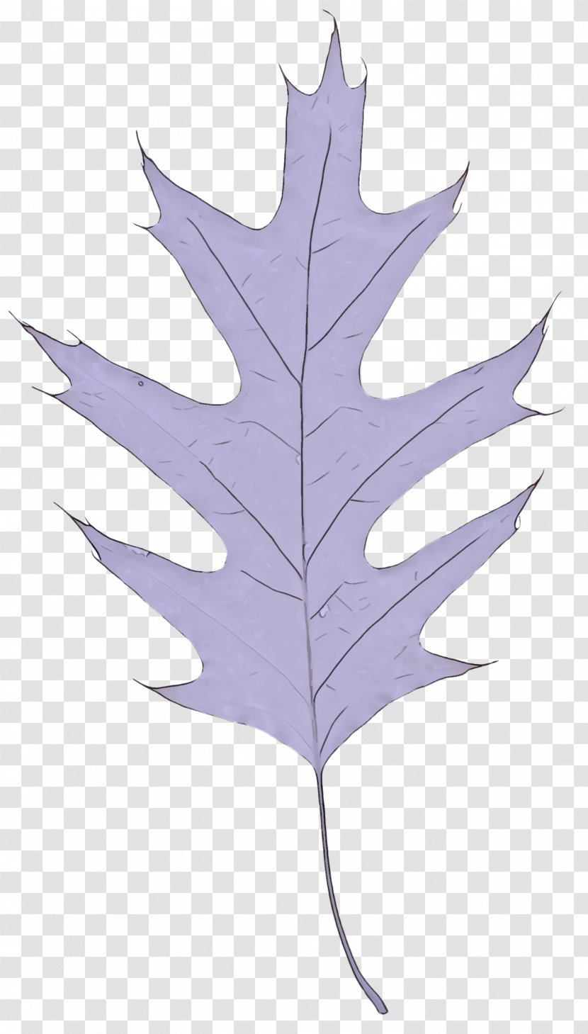 Maple Leaf - Black - Flower Flowering Plant Transparent PNG