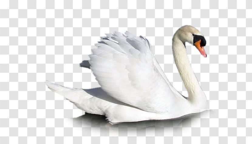 Mute Swan Cygnini Goose Bird - чайки Transparent PNG