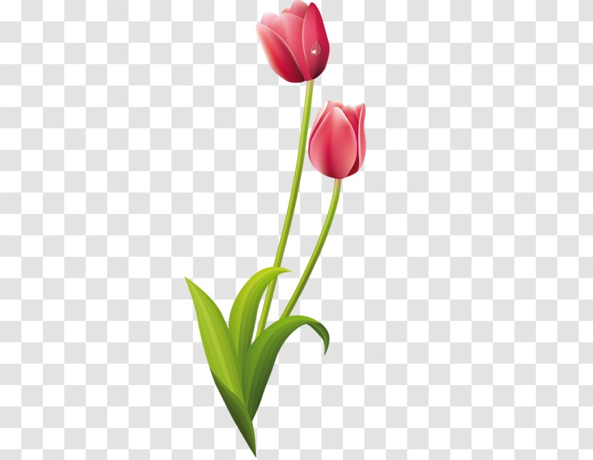 Tulip Flower Drawings Clip Art Painting - Colorful Buds Transparent PNG