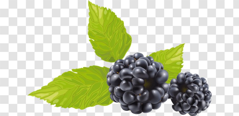 Blackberry Clip Art - Document - Fruit Transparent PNG
