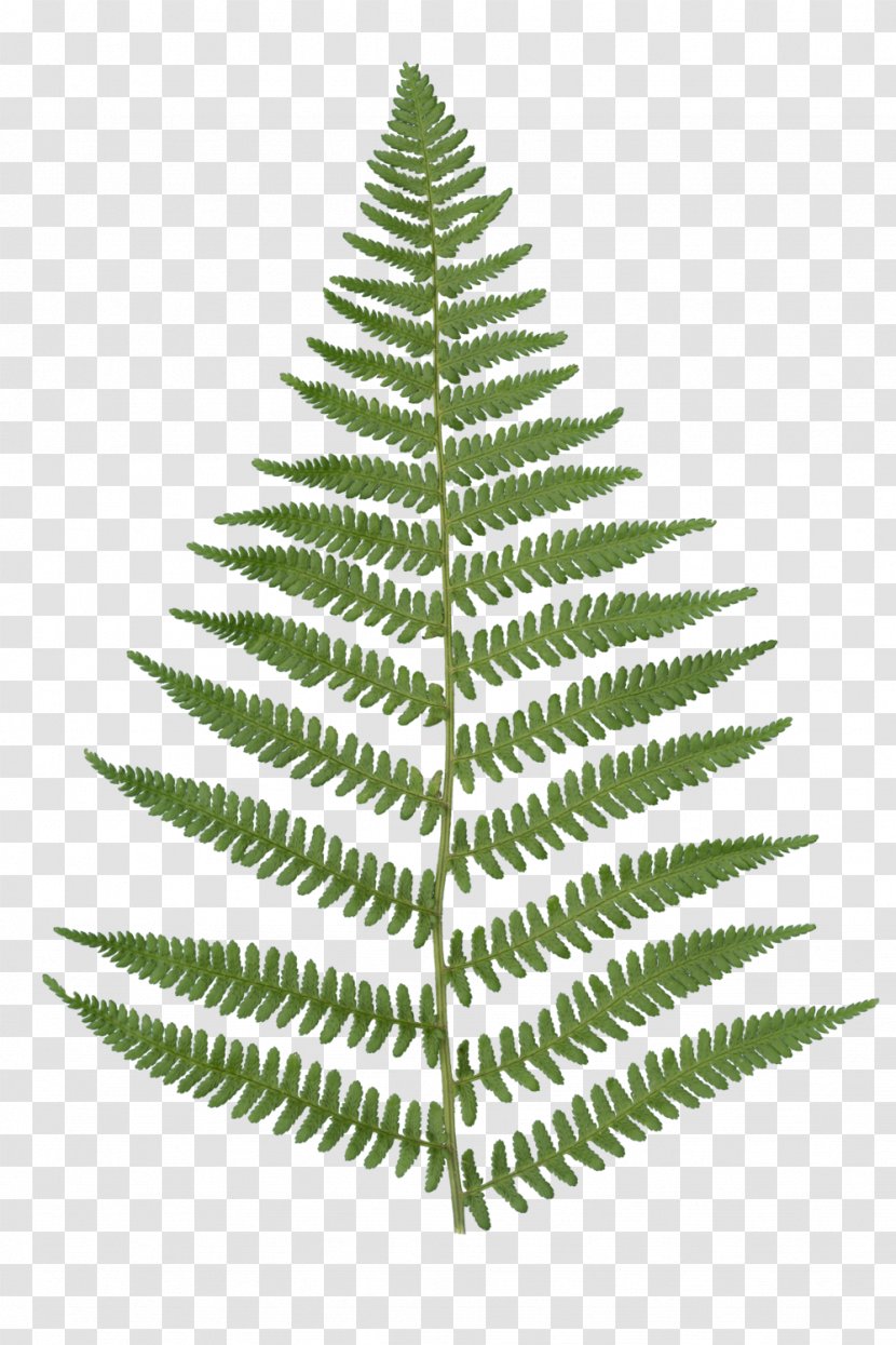 Christmas Black And White - Ostrich Fern - Red Pine Cypress Family Transparent PNG