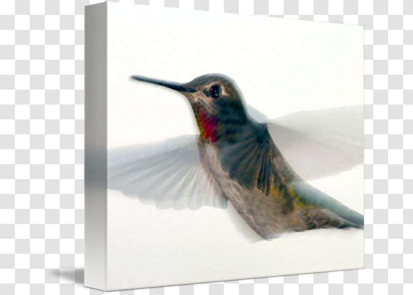 Hummingbird Beak Feather Fauna Transparent PNG