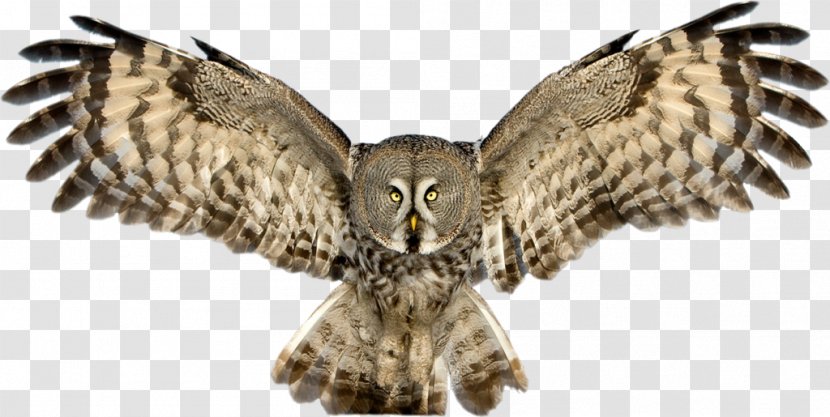 Great Grey Owl Horned Snowy - Bird Of Prey Transparent PNG
