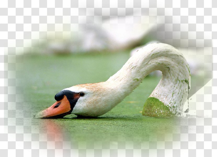 Mute Swan Bird Whooper Bewick's Cygnini - Animal Transparent PNG