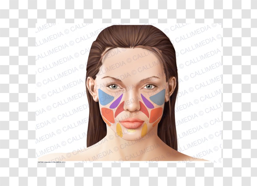 Human Anatomy Face Physiology Skin Transparent PNG