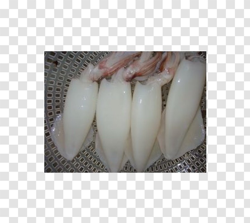 Squid As Food Thailand Manufacturing - Animal Source Foods - Seafood Transparent PNG