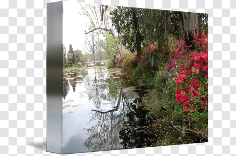 Bayou Water Resources Swamp Tree Landscaping Transparent PNG