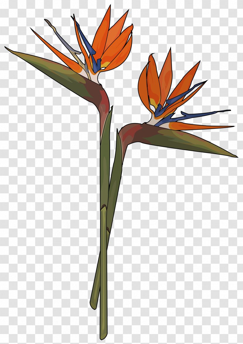 Educational Technology Flora Teide - Flower - Bird Paradise Transparent PNG