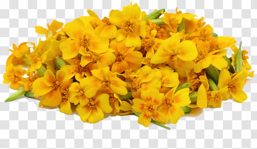 Mexican Marigold Chrysanthemum Tea Calendula Officinalis Cut Flowers - File Transparent PNG