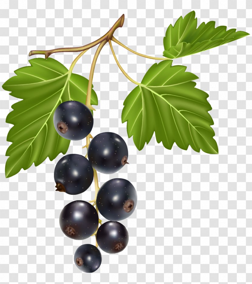 Italian Cuisine Lombardi's Berry Blackcurrant - Fruit - Blueberries Transparent PNG