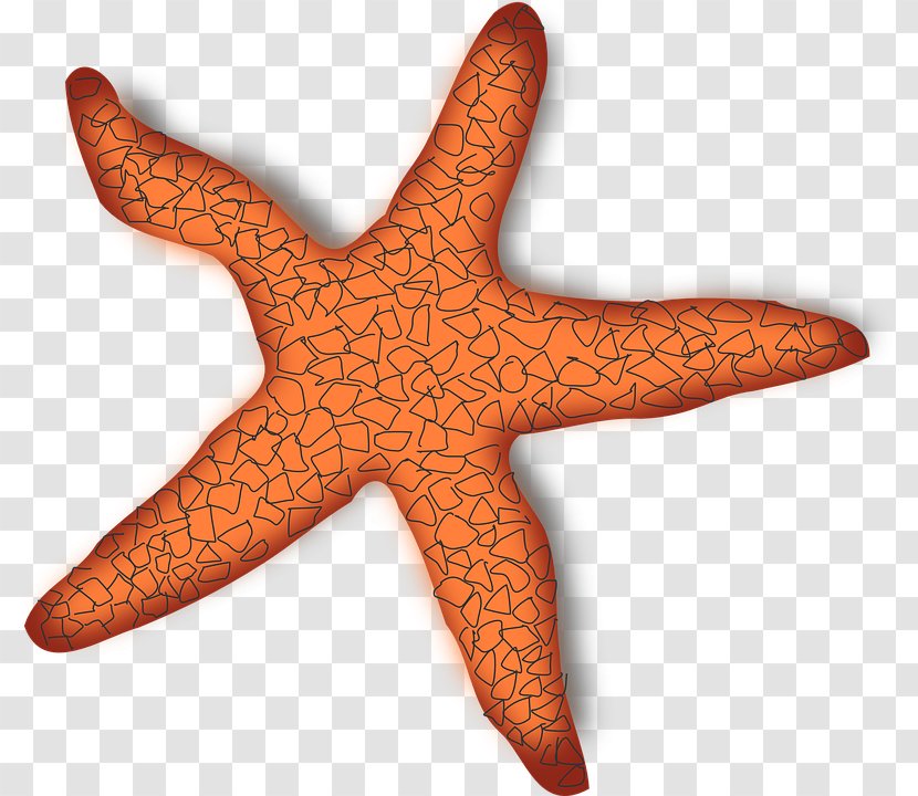 Clip Art Openclipart Image File Format - Echinoderm - Starfish Transparent PNG
