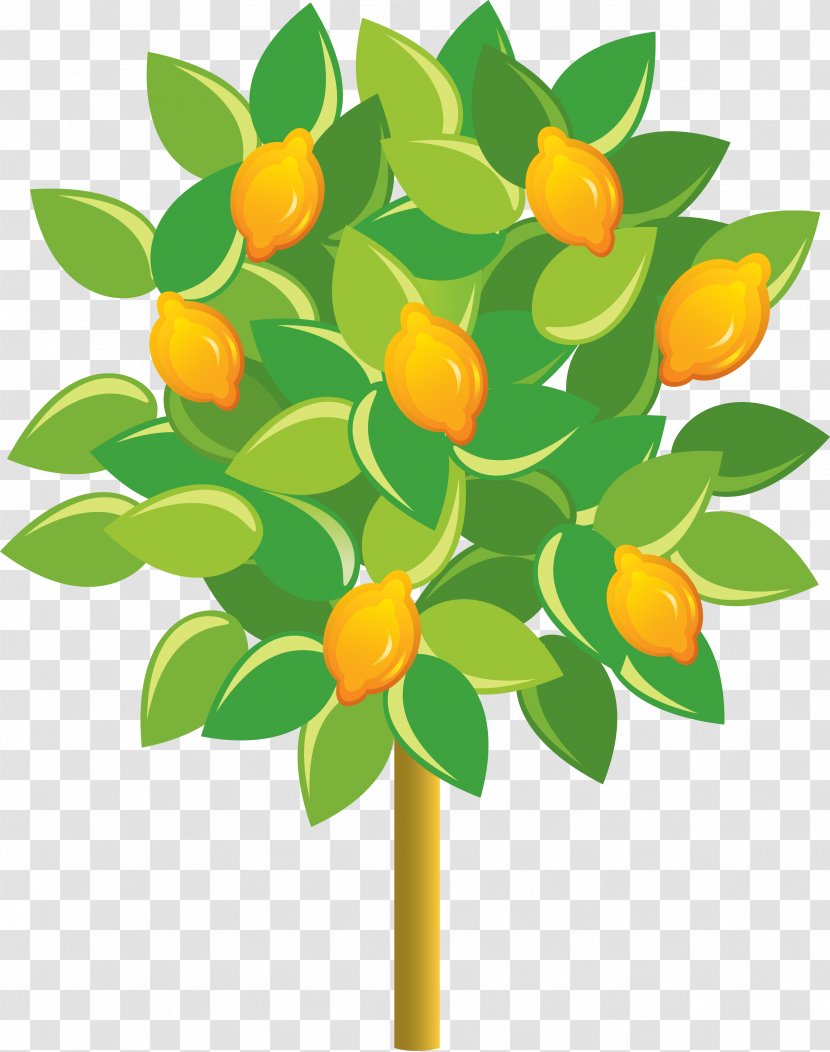 Lemon Fruit Tree Euclidean Vector - Plant - Cartoon Transparent PNG