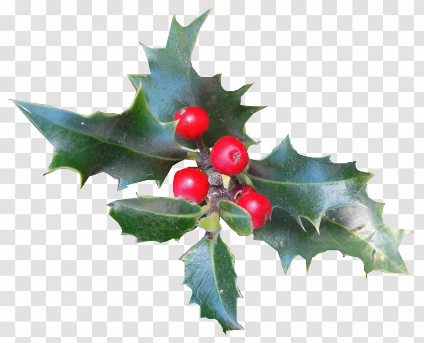 Common Holly Aquifoliales Christmas Ilex Crenata Plant - Flowering - HOLLY Transparent PNG