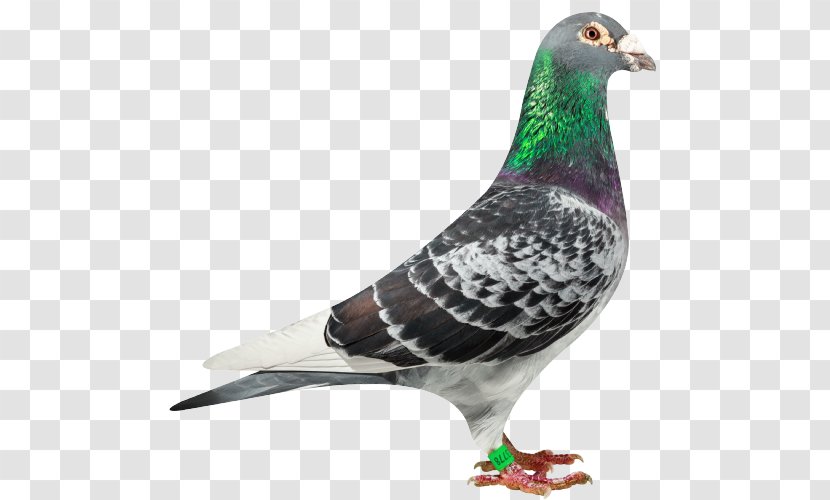Columbidae Racing Homer Stock Dove Bird Pigeon - Com Transparent PNG