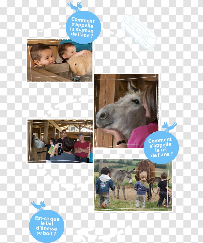 Horse Asinerie D'Embazac Lait D'ânesse Farm Advertising Production - August Transparent PNG
