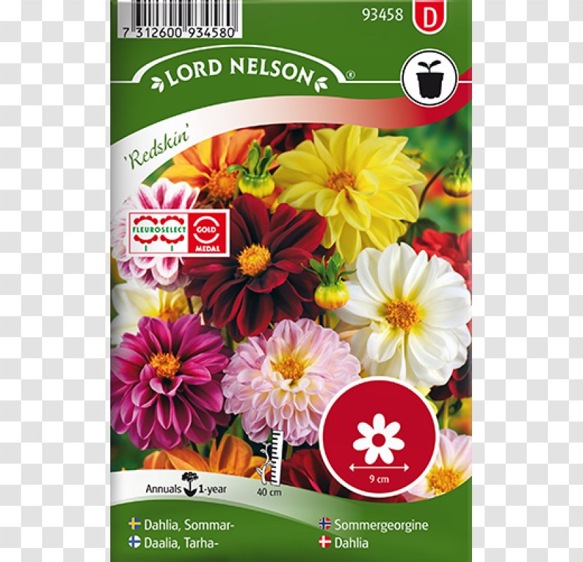 Dahlia Pinnata Flower Seed Yellow Plant - Livingstone Daisy Transparent PNG