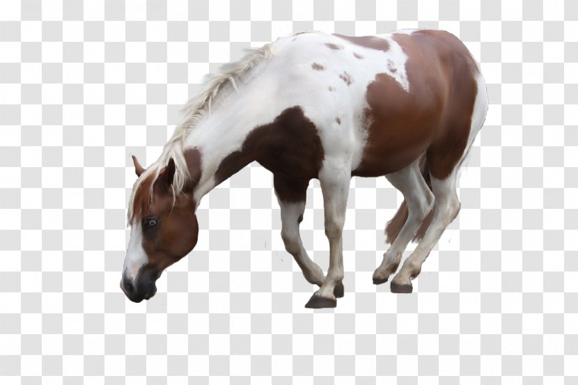 Mare American Paint Horse Foal Mustang Stallion - Mane Transparent PNG