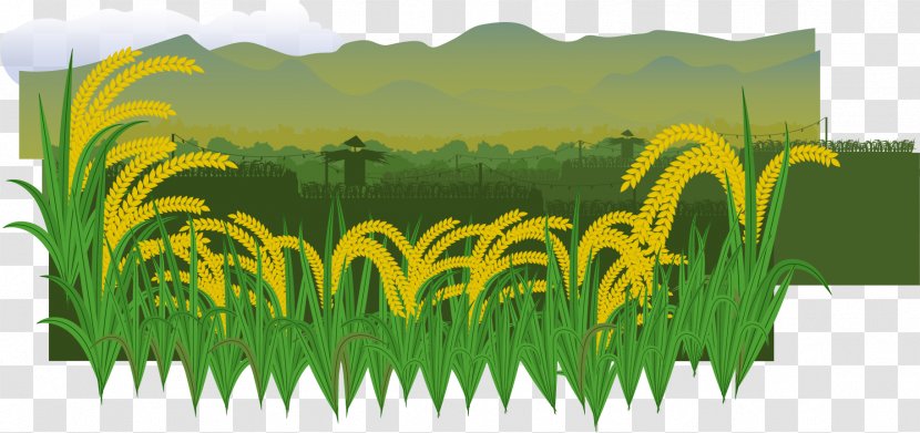 Euclidean Vector Paddy Field Rice Illustration Transparent PNG