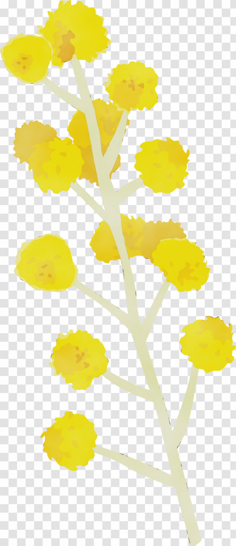 Yellow Flower Plant Cut Flowers Plant Stem Transparent PNG