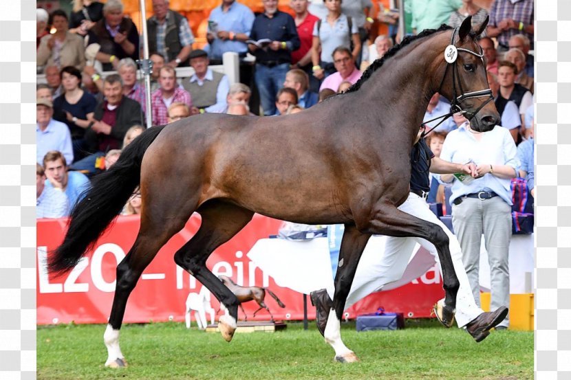 Stallion Mare Oldenburg Horse Lewitz Donnerhall - Mammal - Mustang Transparent PNG